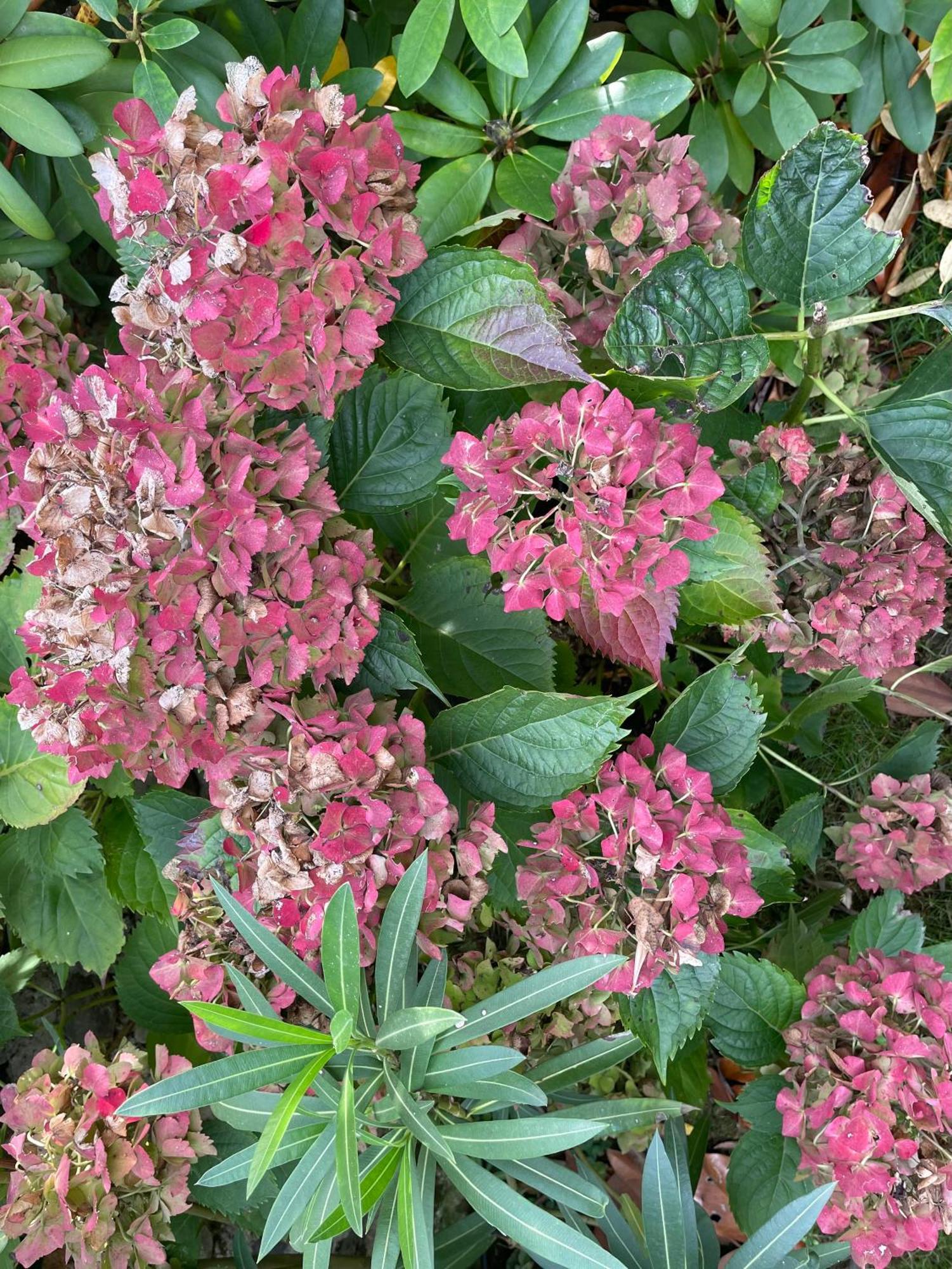 Les Hortensias Espoey Экстерьер фото